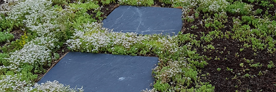 Paso japonés filita 40x40